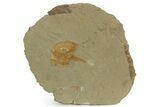 Excellent Cambropallas Trilobite - Jbel Ougnate, Morocco #227834-3